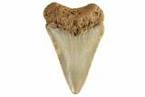 Juvenile Fossil Megalodon Tooth From Angola - Unusual Location #258545-1